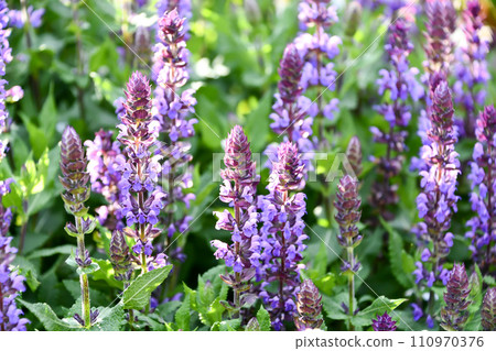 Salvia nemorosa Salvia nemorosa 110970376