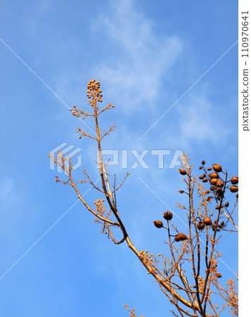 Paulownia tree with buds and fruit (Paulownia near Kanda Park) Paulownia tree with buds and fruit (Paulownia near Kanda Park) 110970641