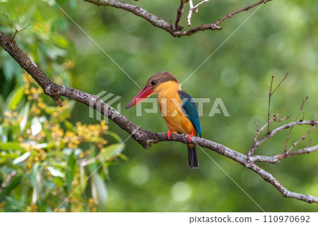 [Wild Birds of Singapore] Black-billed Scarlet 110970692