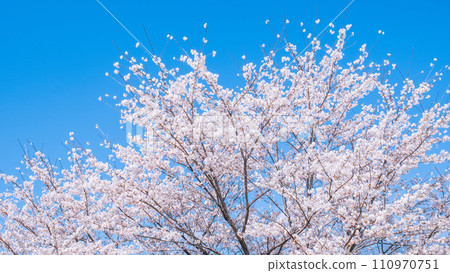Cherry blossoms in full bloom and blue sky Cherry blossoms in full bloom and blue sky 110970751