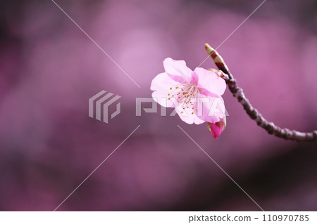 河津櫻花宣布春天的到來 河津櫻花宣布春天的到來 110970785