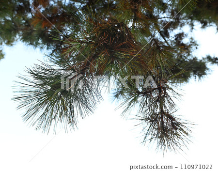 Pine tree 110971022