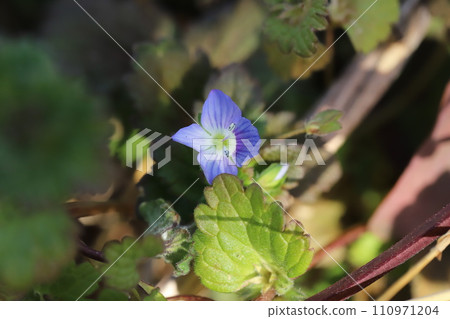 Blue flowers of Persian speedwell blooming in winter fields Blue flowers of Persian speedwell blooming in winter fields 110971204