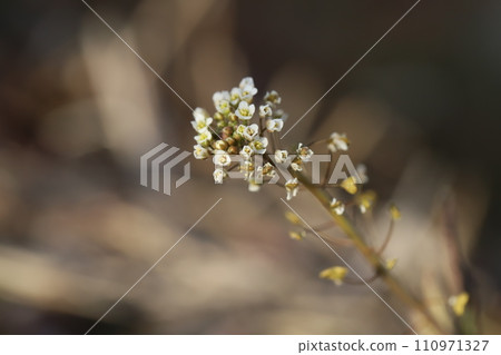 White shepherd's flowers blooming in the winter field White shepherd's flowers blooming in the winter field 110971327