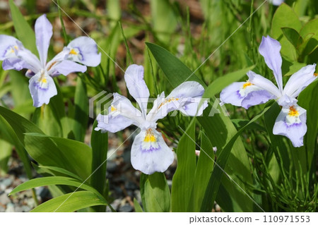 Himeshaga, wildflower, light purple flowers Himeshaga, wildflower, light purple flowers 110971553