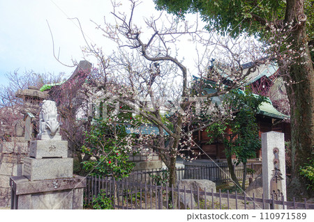 梅花初開的須賀大臣神社(京都) 梅花初開的須賀大臣神社(京都) 110971589