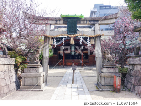 Suga Minister Shrine (Kyoto) where plum blossoms have begun to bloom 110971594