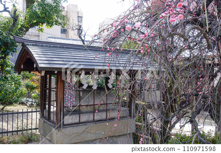 梅花初開的須賀大臣神社(京都) 梅花初開的須賀大臣神社(京都) 110971598
