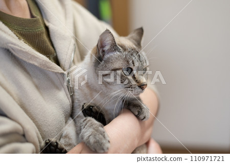 hold a cat hold a cat 110971721