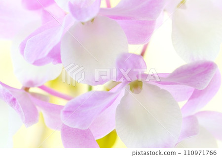 Dendrobium Western Orchid Pink Flower Hamana Lake Dendrobium Western Orchid Pink Flower Hamana Lake 110971766