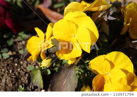 Yellow pansy flowers blooming in the winter garden Yellow pansy flowers blooming in the winter garden 110971794