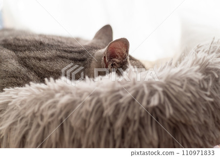 薩巴特拉貓在窗邊睡覺 薩巴特拉貓在窗邊睡覺 110971833