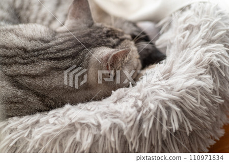 薩巴特拉貓在窗邊睡覺 薩巴特拉貓在窗邊睡覺 110971834