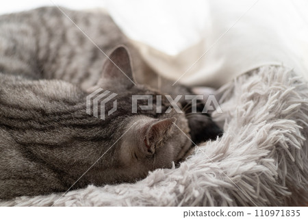 薩巴特拉貓在窗邊睡覺 薩巴特拉貓在窗邊睡覺 110971835