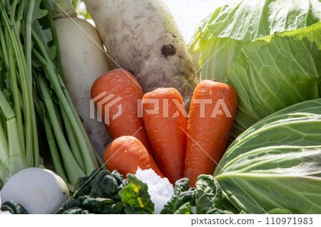 Overwintering vegetables, carrots under snow 110971983
