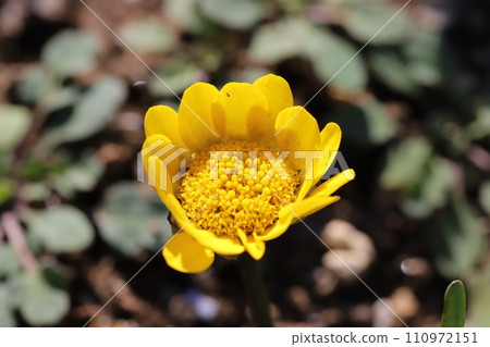 冬季花園中盛開的黃色菊花多科爾花 110972151