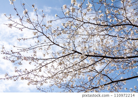 閃耀在藍天的櫻花 閃耀在藍天的櫻花 110972214