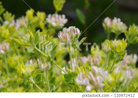 蓮花硫磺 蓮花硫磺 110972412
