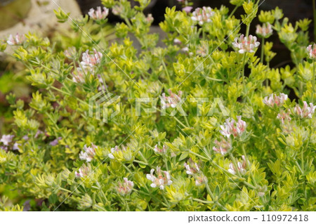 蓮花硫磺 蓮花硫磺 110972418