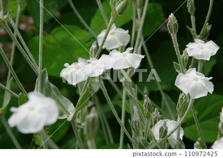 Lychnis coronaria flannelsaw 110972425