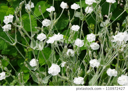 Lychnis coronaria flannelsaw 110972427