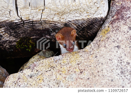 A stoat peeking out from the wooden path 110972657