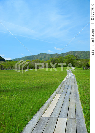 Fresh green Hakone Botanical Garden 110972708