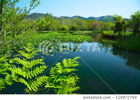 Fresh green Hakone Botanical Garden 110972709