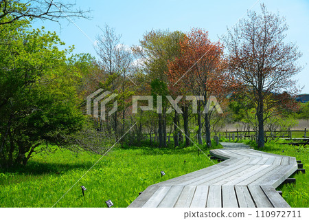 Fresh green Hakone Botanical Garden 110972711