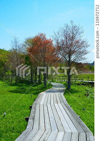 新鮮的綠色箱根植物園 110972712