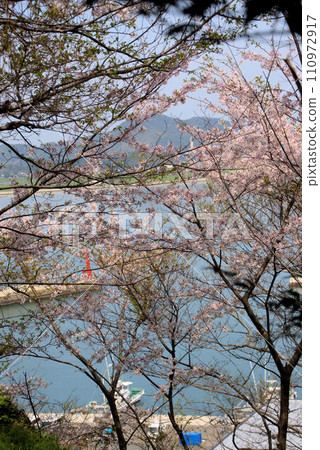 糸島市海邊櫻花公園 110972917
