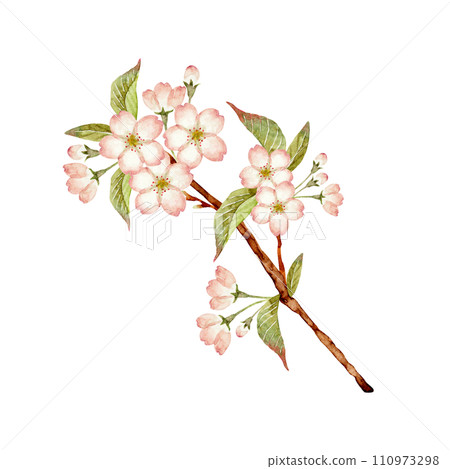 野櫻花圖水彩插圖 野櫻花圖水彩插圖 110973298