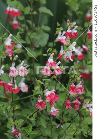 鈴成櫻花鼠尾草 鈴成櫻花鼠尾草 110973458