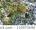 雪中的雉雞 110973690