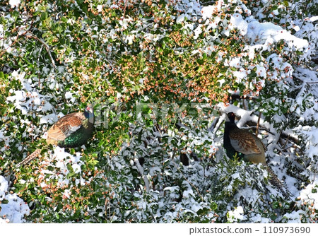 pheasant in the snow 110973690