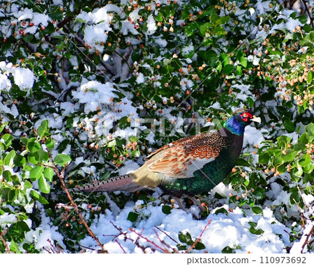 pheasant in the snow 110973692