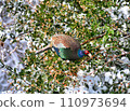 雪中的雉雞 110973694