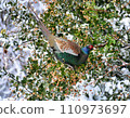 雪中的雉雞 110973697