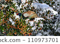 雪中的雉雞 110973701