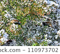雪中的雉雞 110973702