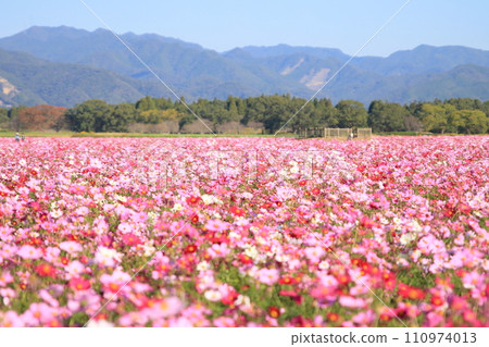Cosmos field spreading all over Cosmos field spreading all over 110974013