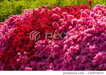 Beautiful colorful azalea flowers bathed in sunlight from spring to early summer "Shiranui-cho, Uki City" Marume Garden Beautiful colorful azalea flowers bathed in sunlight from spring to early summer "Shiranui-cho, Uki City" Marume Garden 110974074