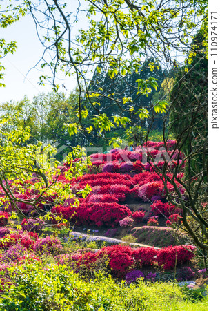 From spring to early summer, the colorful and beautiful azalea flowers bathe in the light of the blue sky "Shiranui-cho, Uki City" Marume Garden From spring to early summer, the colorful and beautiful azalea flowers bathe in the light of the blue sky "Shiranui-cho, Uki City" Marume Garden 110974171