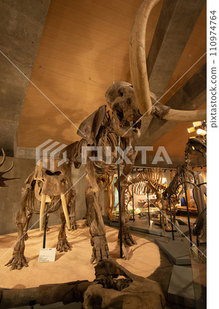 Gunma Prefectural Natural History Museum Gunma Prefectural Natural History Museum 110974764