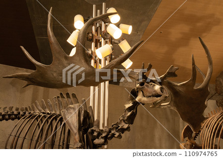 Gunma Prefectural Natural History Museum Gunma Prefectural Natural History Museum 110974765