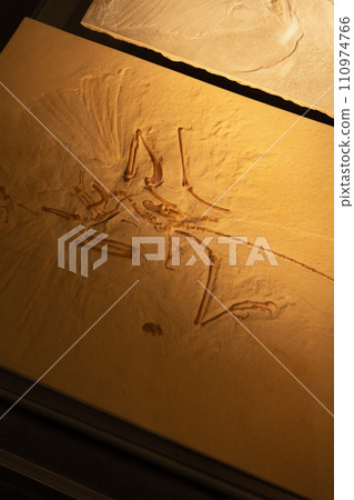 Gunma Prefectural Natural History Museum 110974766