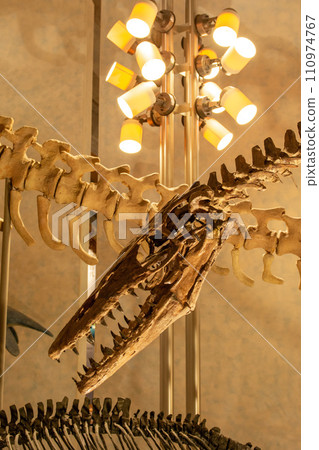 Gunma Prefectural Natural History Museum 110974767