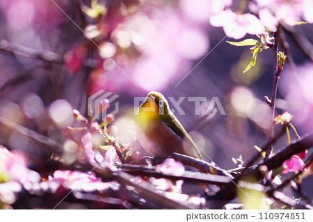 閃亮的櫻花和繡眼鳥 閃亮的櫻花和繡眼鳥 110974851