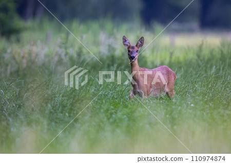 Female roe deer (Capreolus capreolus) in a meadow 110974874