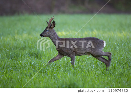 Male roe deer (Capreolus capreolus) 110974880